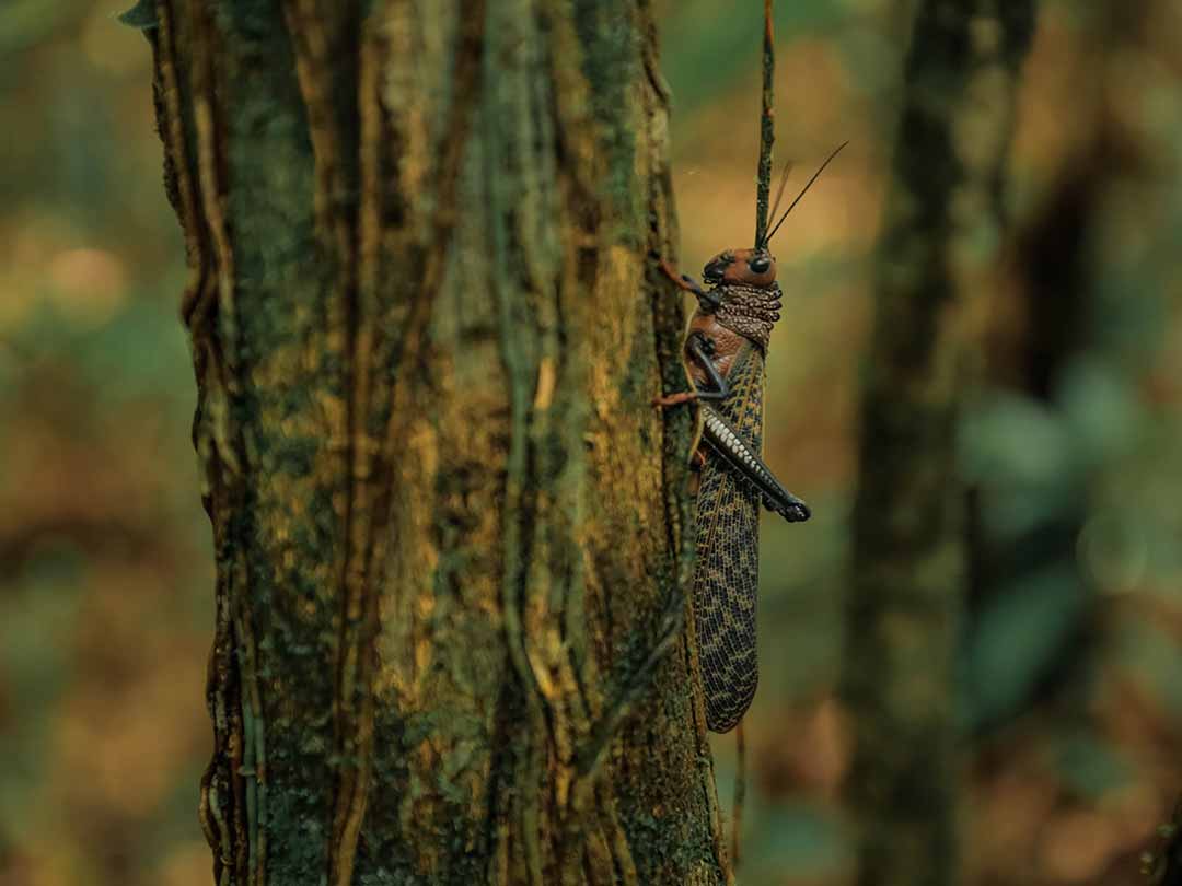 Insekten in den Wäldern